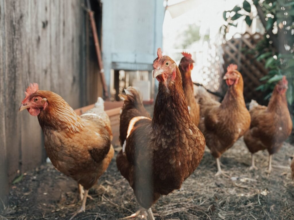 Photo Grilled chicken legs