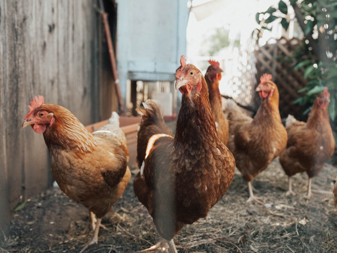 Perfectly Grilled Chicken Legs: A Quick Guide